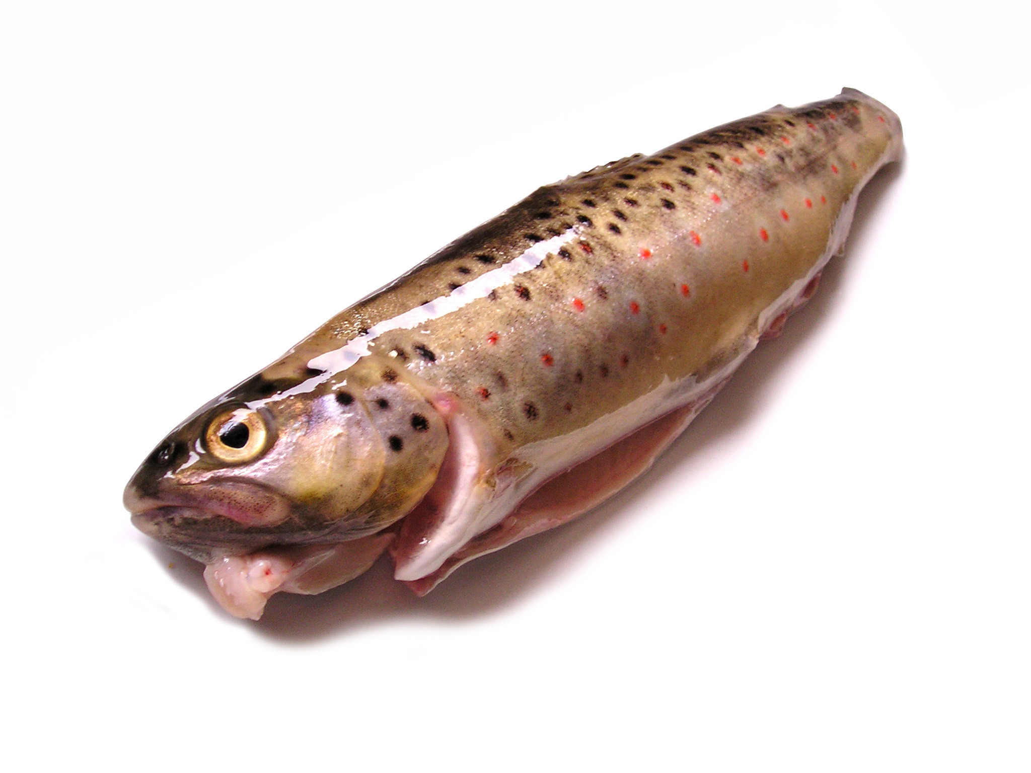 How to Cook Trout - Mighty Guide